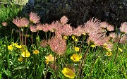 Anello Laghi di Ponteranica-Monte Avaro dai Piani il 3 giugno 2020  - FOTOGALLERY